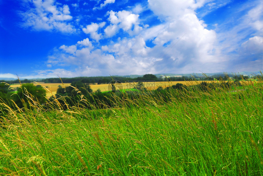 夏季风景农场环境农田生长地平线场地蓝色国家植物刀刃图片