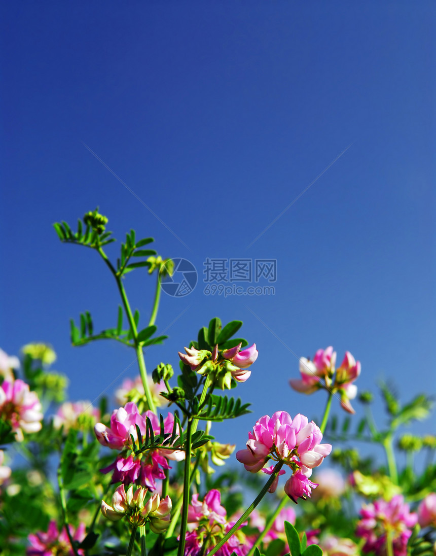 夏季草地国家荒野野花植物斧子生长园艺蓝色框架植物群图片