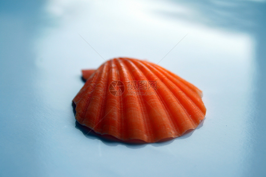 贝贝类蜗牛棕色贝类货物沙滩心壳海洋法庭白色假期图片