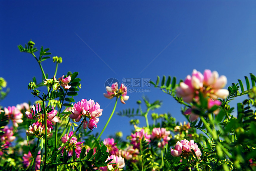 夏季草地晴天蓝色斧子荒野植物群天空花园植物野花框架图片