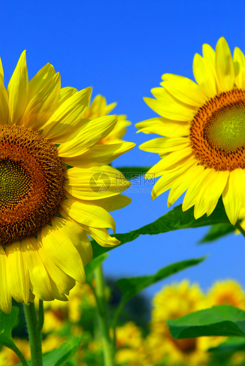 向日向外字段植物群农场快乐农村喜悦花瓣太阳植物场地植物学图片