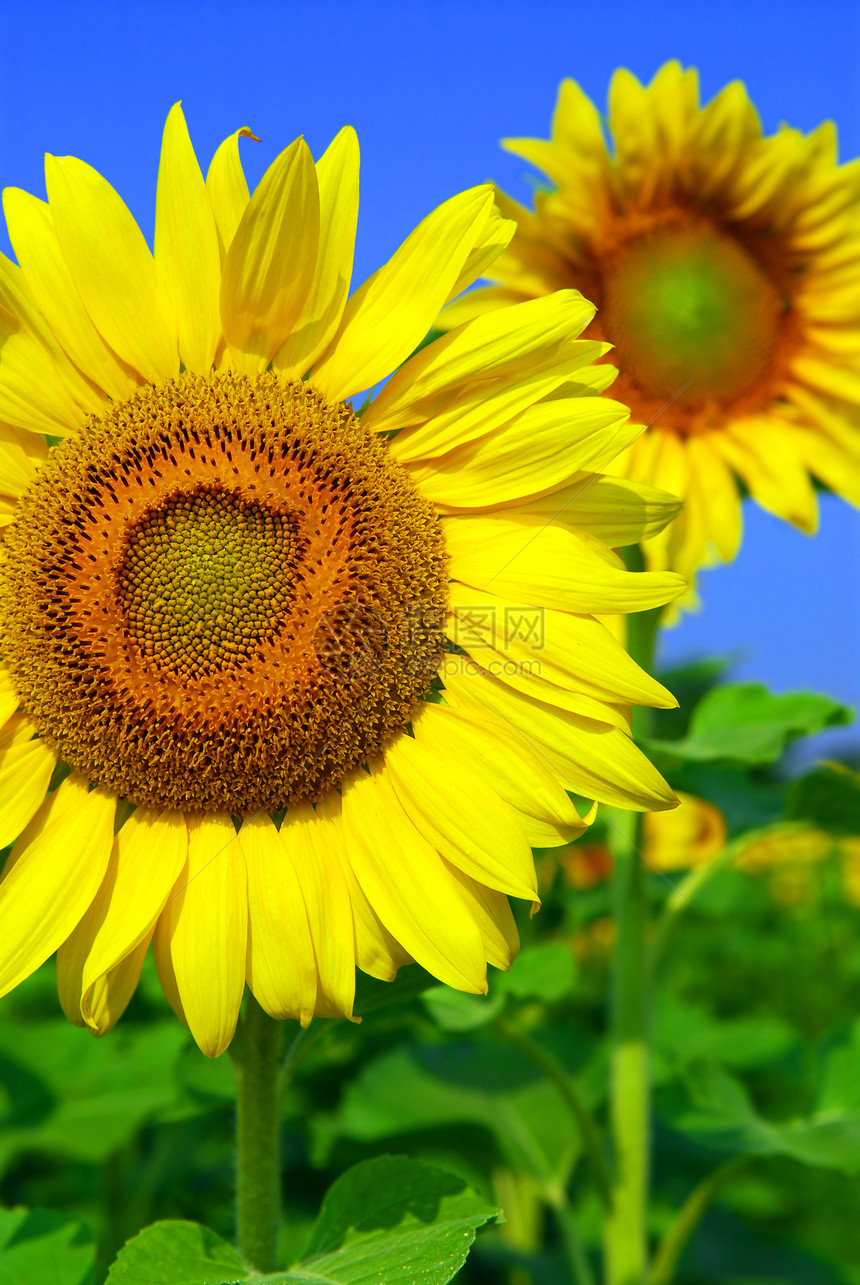 向日向外字段快乐晴天天空植物学绿色农村花朵黄色蓝色场地图片