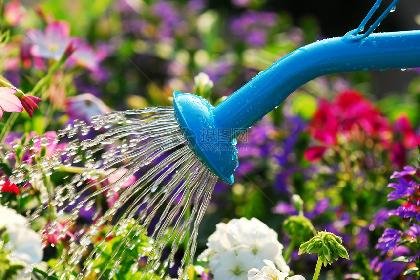 鲜花浇水金属飞沫背光阳光园丁花园植物花朵喷涂爱好图片