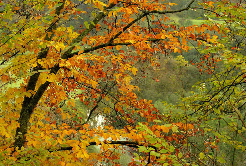 秋季风景灌木丛绿色叶子树木黄色红色图片