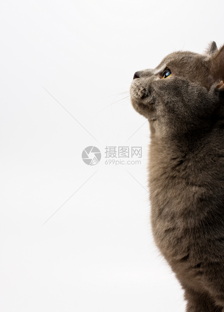 英国短头发刺青动物胡须小猫毛皮猫咪条纹宠物猫科图片