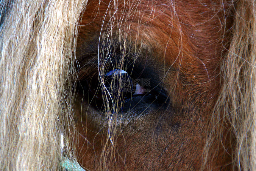 鞭笞睫毛膏马眼影响眼睛动物图片