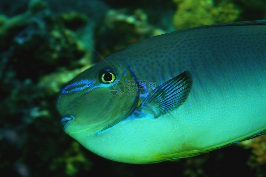 鹦鹉鱼海鱼动物蓝色热带场景图片