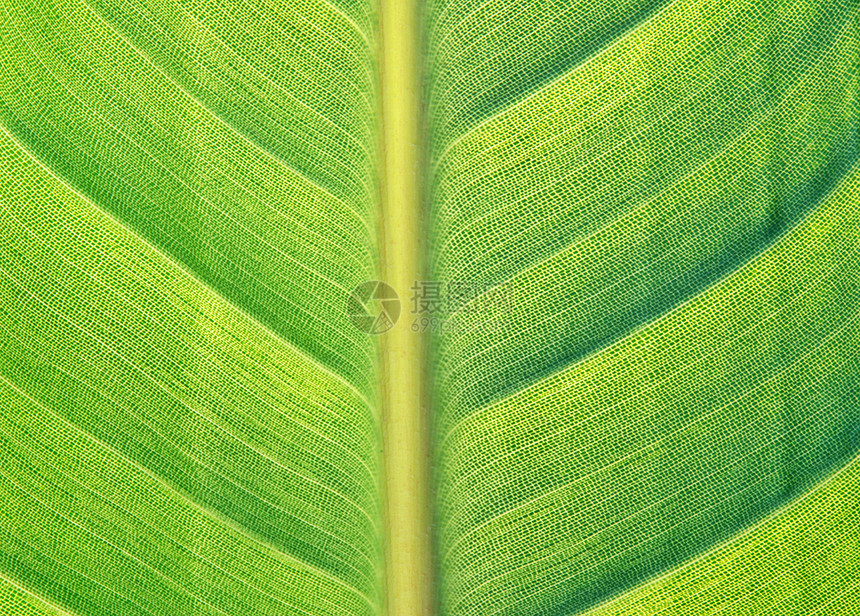 详细页贴页环境静脉生态细胞生活植物群绿色宏观线条生长图片