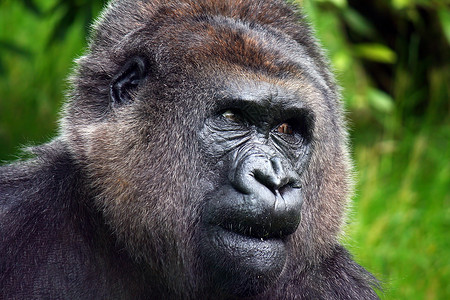 山地大猩猩哺乳动物野生动物猩猩人脸物种人猿人物动物威胁银招背景图片