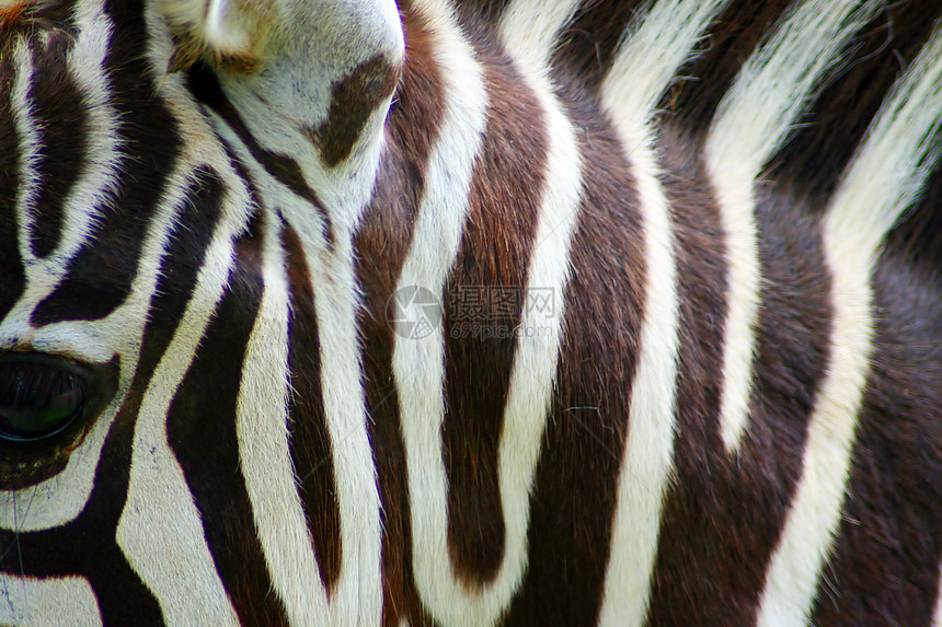 斑马动物草原细纹野生动物哺乳动物黑色游猎图片