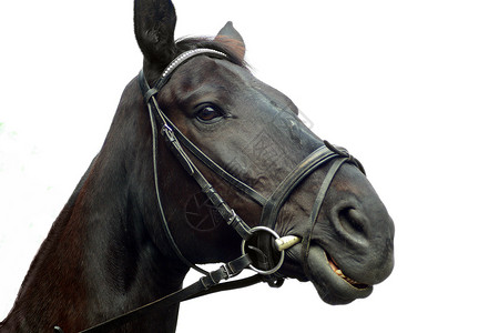 马动物骑术赛马鼻子田园运动风光背景图片