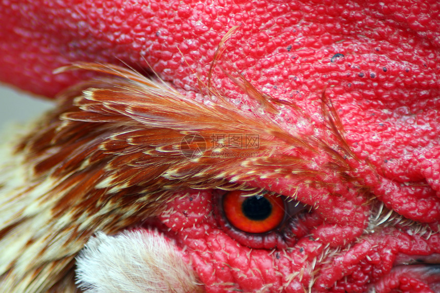 鸡弹簧卡姆羽毛账单信号红色动物眼睛宏观个体图片