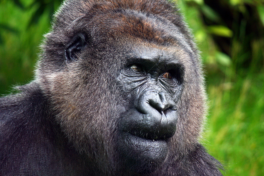 山地大猩猩灵长类保护动物人猿图片