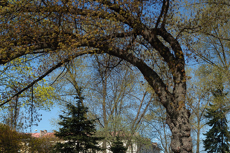 树上有风城市蓝色叶子季节天空树木公园背景图片