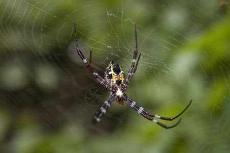 蜘蛛网上的蜘蛛绿色网络叶子昆虫线条宏观蜘蛛网背景图片