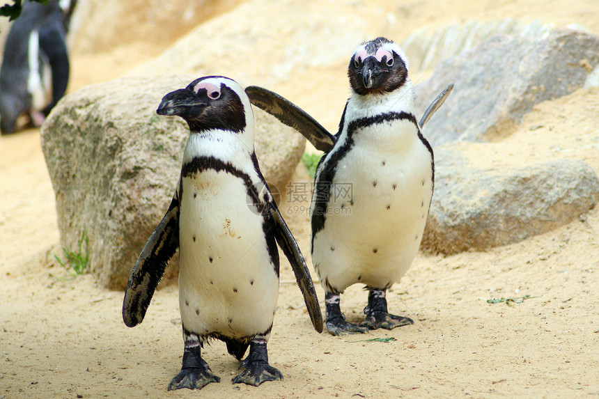 侏矮企鹅鸟类潜水员能量图片