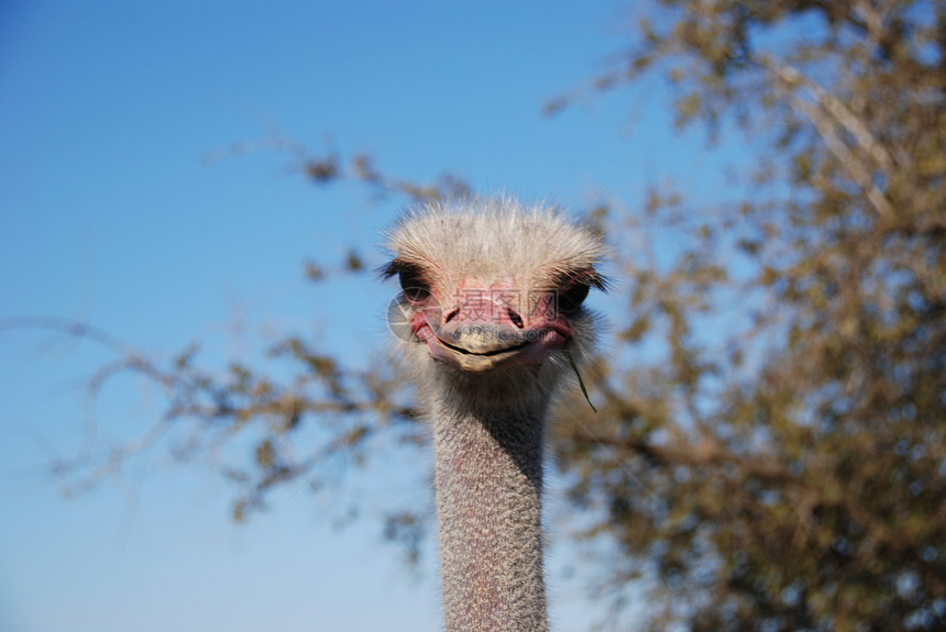有趣的食人怪活力荒野动物动物园头发天空农场鼻子羽毛野生动物图片