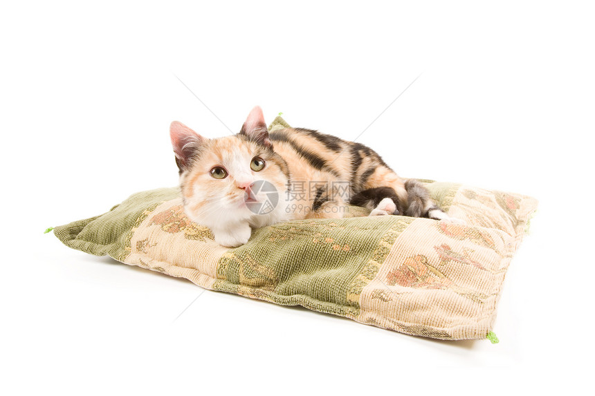 小可爱小猫猫咪动物枕头猫科哺乳动物宠物混种白色图片