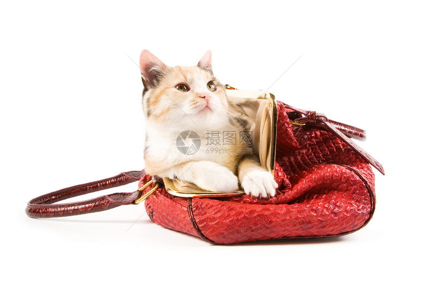 红包里的小可爱小猫猫科红色猫咪混种宠物白色动物哺乳动物图片