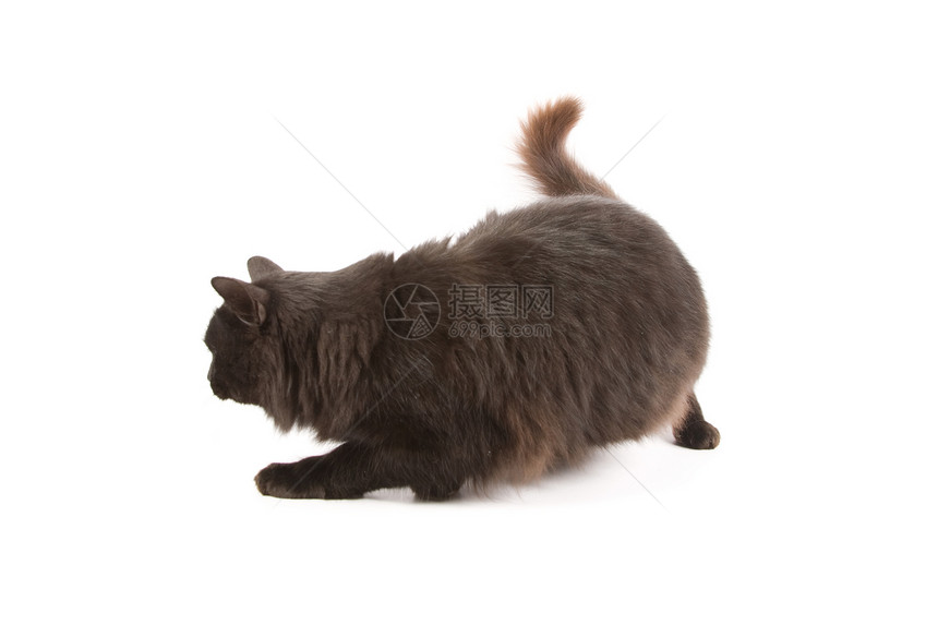 黑猫毛皮白色动物猫咪宠物哺乳动物猫科图片