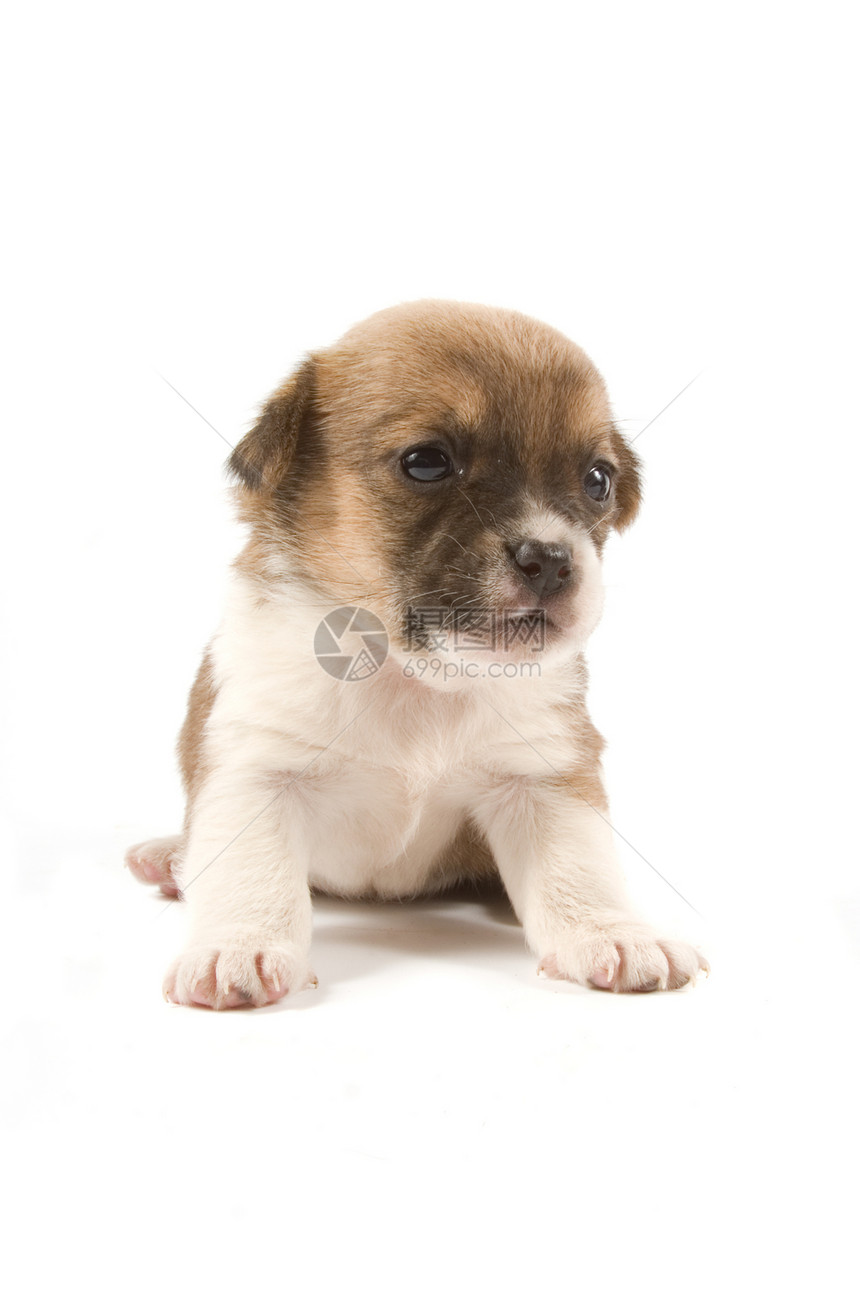 小狗狗孤独犬类红色伴侣婴儿朋友伙伴动物宠物混种图片