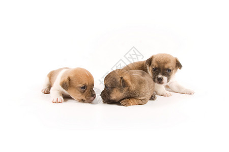 皮派小狗兄弟生活动物犬类混种宠物伴侣婴儿伙伴背景图片