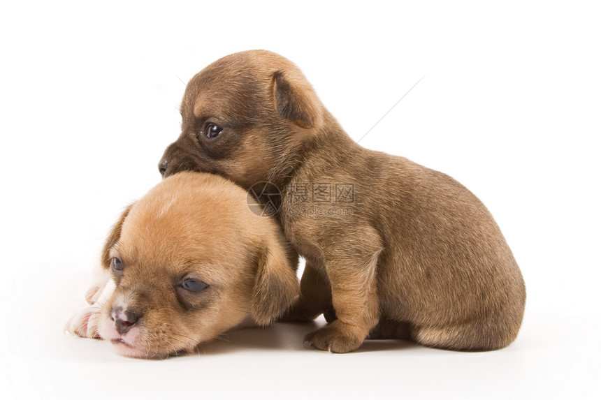 皮派伙伴动物伴侣宠物朋友小狗犬类婴儿生活混种图片