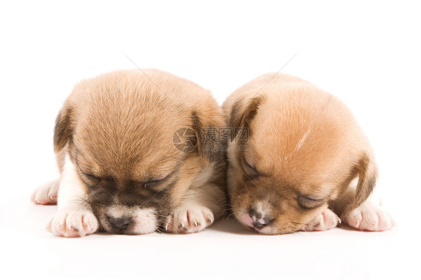 睡觉的小狗朋友动物兄弟宠物伴侣犬类混种睡眠婴儿伙伴图片