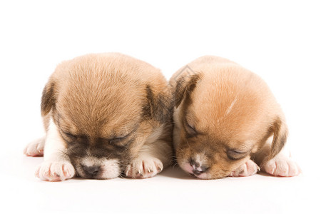 睡觉的小狗朋友动物兄弟宠物伴侣犬类混种睡眠婴儿伙伴高清图片