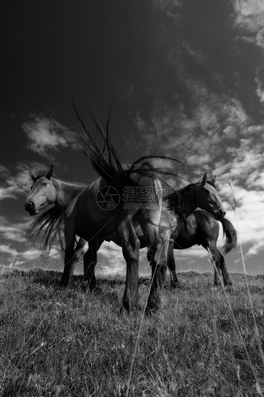 马匹戏剧性哺乳动物场地荒野黑色山脉白色体重动物马属图片