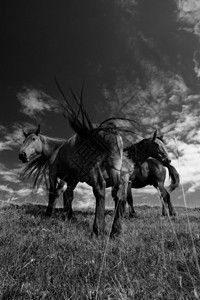 马云照片素材马匹戏剧性哺乳动物场地荒野黑色山脉白色体重动物马属背景