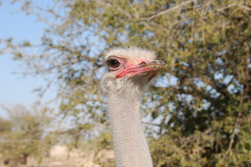 有趣的食人怪脖子荒野头发舌头动物园惊喜羽毛眼睛农场野生动物图片