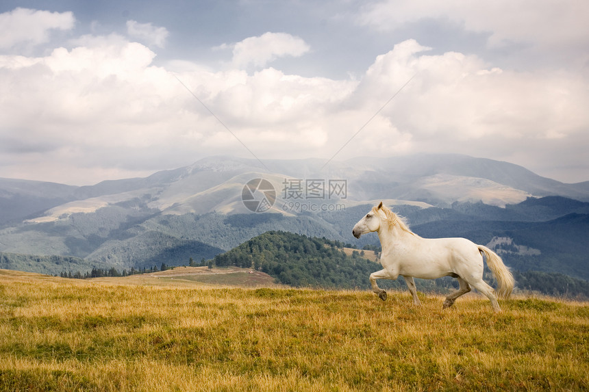 白马哺乳动物速度场地山脉动物野马蓝色全景跑步黑色图片