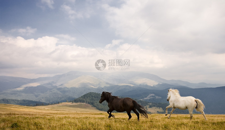 两匹马蓝色山脉动物跑步速度马属戏剧性荒野场地白色图片
