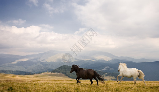 卡巴卢斯两匹马蓝色山脉动物跑步速度马属戏剧性荒野场地白色背景