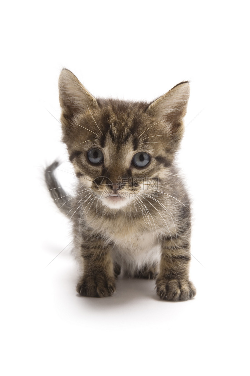 小猫咪晶须老虎猫科动物宠物毛皮哺乳动物眼睛白色小猫尾巴图片