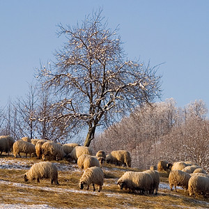 羊场地暴风雪蓝色阳光衬套场景气候草地晴天季节图片