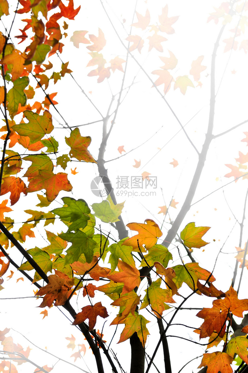 瀑布叶叶背景季节黄色红色框架分支机构树木季节性橙子白色树叶图片