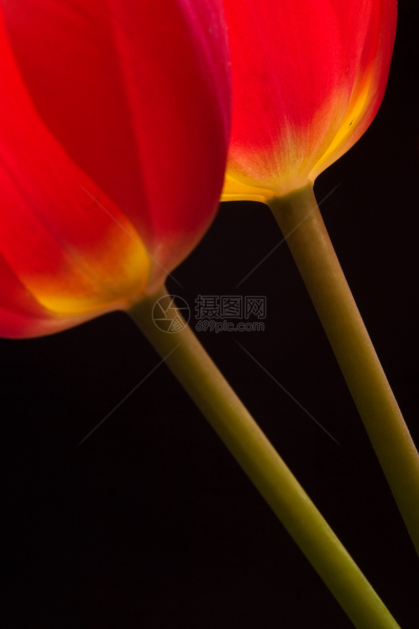 红郁金红色叶子礼物花瓣宏观花园生长花束植物群花店美丽图片