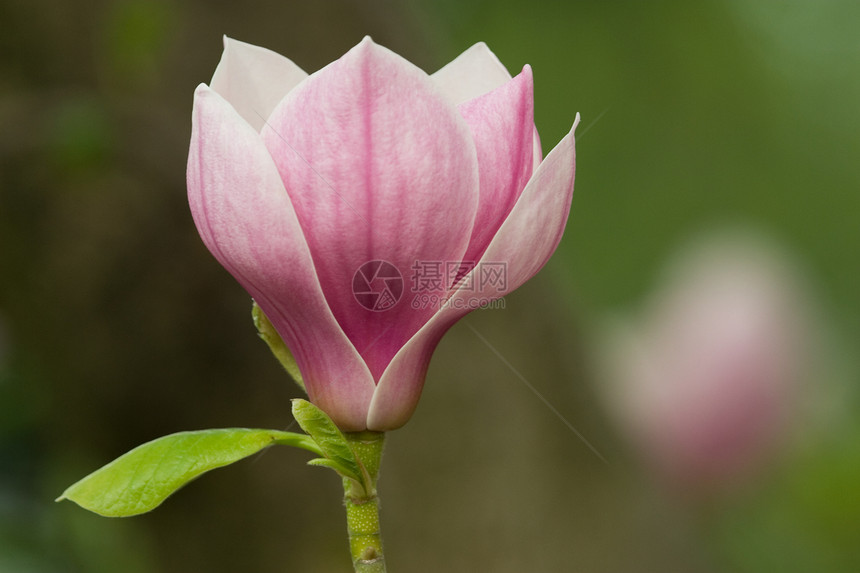 马木兰花花粉色花园植物学玉兰紫色白色植物图片