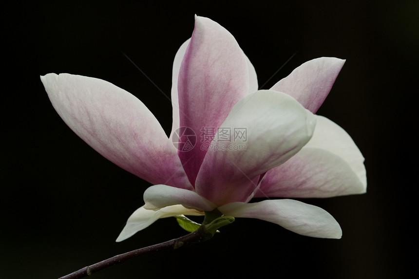 马木兰花花花园粉色紫色植物白色植物学玉兰图片