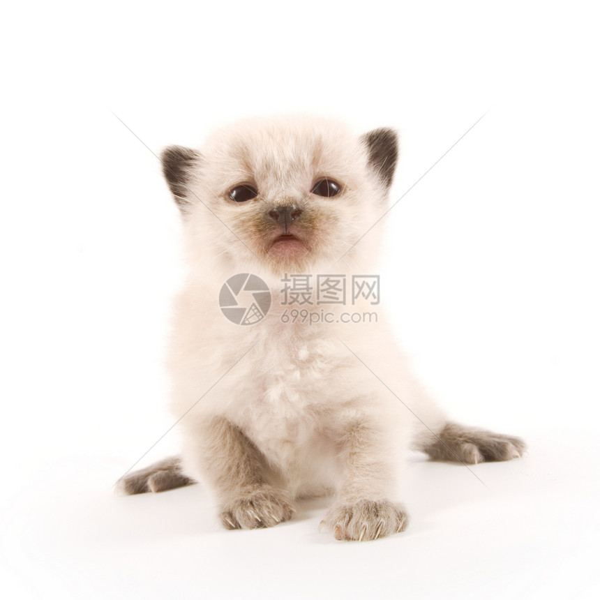 小猫咪猫咪白色哺乳动物宠物伴侣眼睛小猫猫科毛皮动物图片