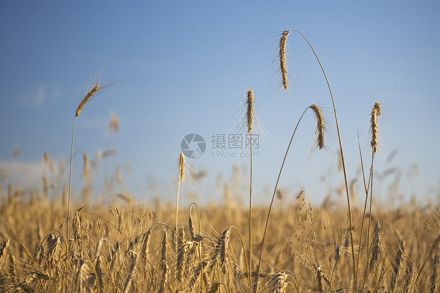 小麦田耳朵面包阳光植物小麦谷物场地种子粮食晴天图片