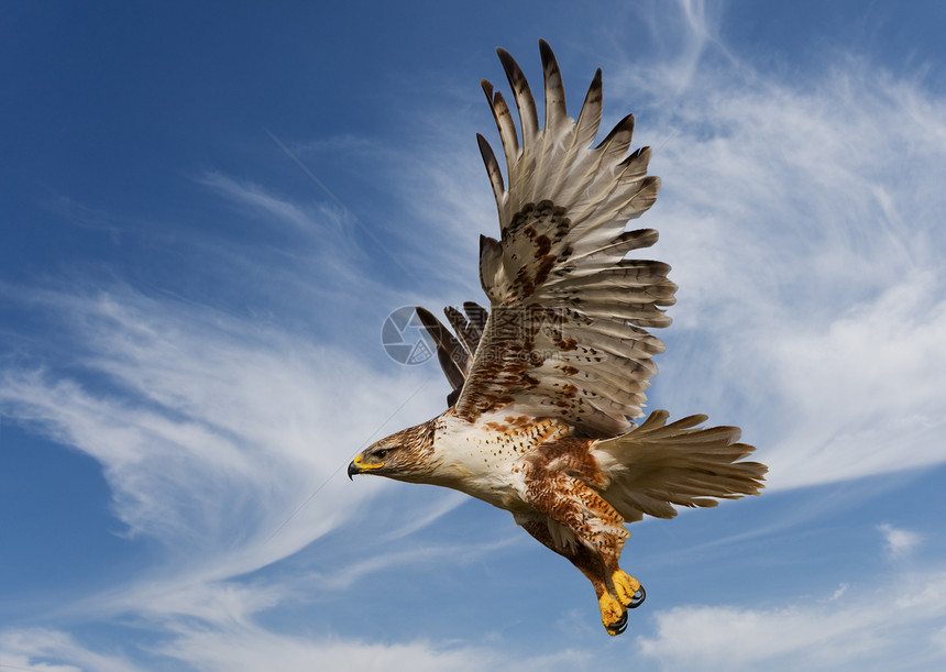 黄花鹰航班秃鹰日光羽毛猎人荒野翅膀利爪天空捕食者图片