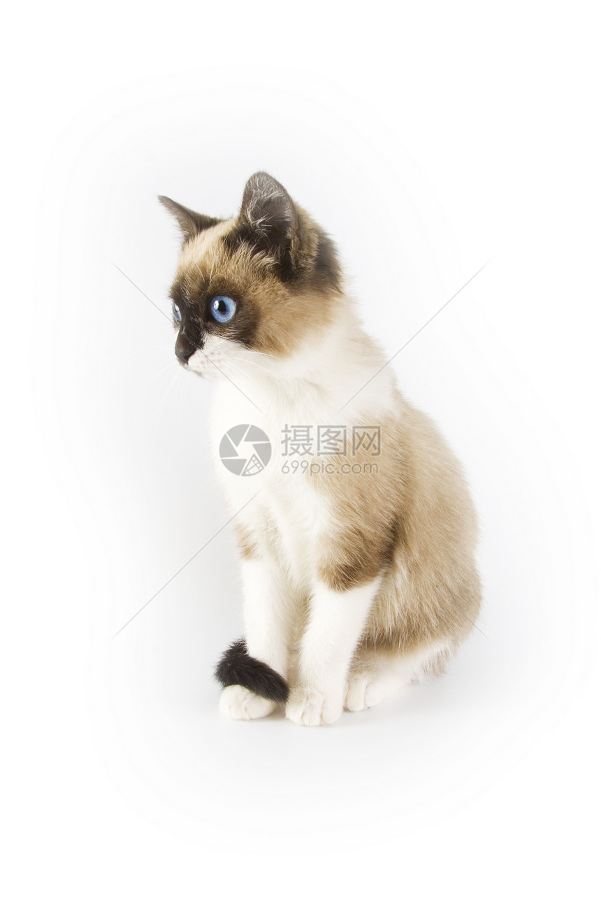 猫类动物伴侣猫咪猫科动物朋友宠物哺乳动物白色胡须小猫图片