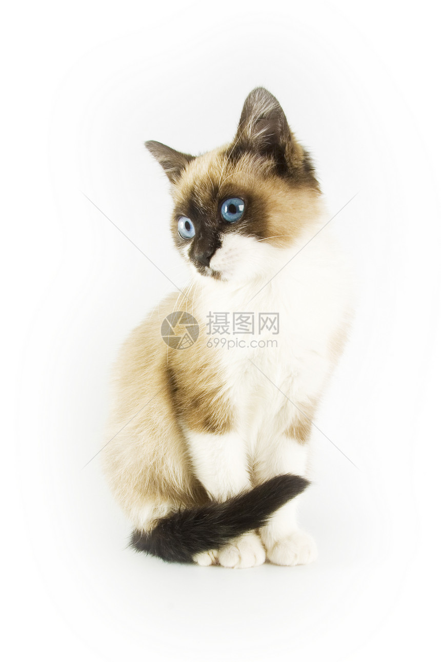 猫类动物毛皮伴侣猫咪猫科动物白色胡须哺乳动物宠物小猫图片