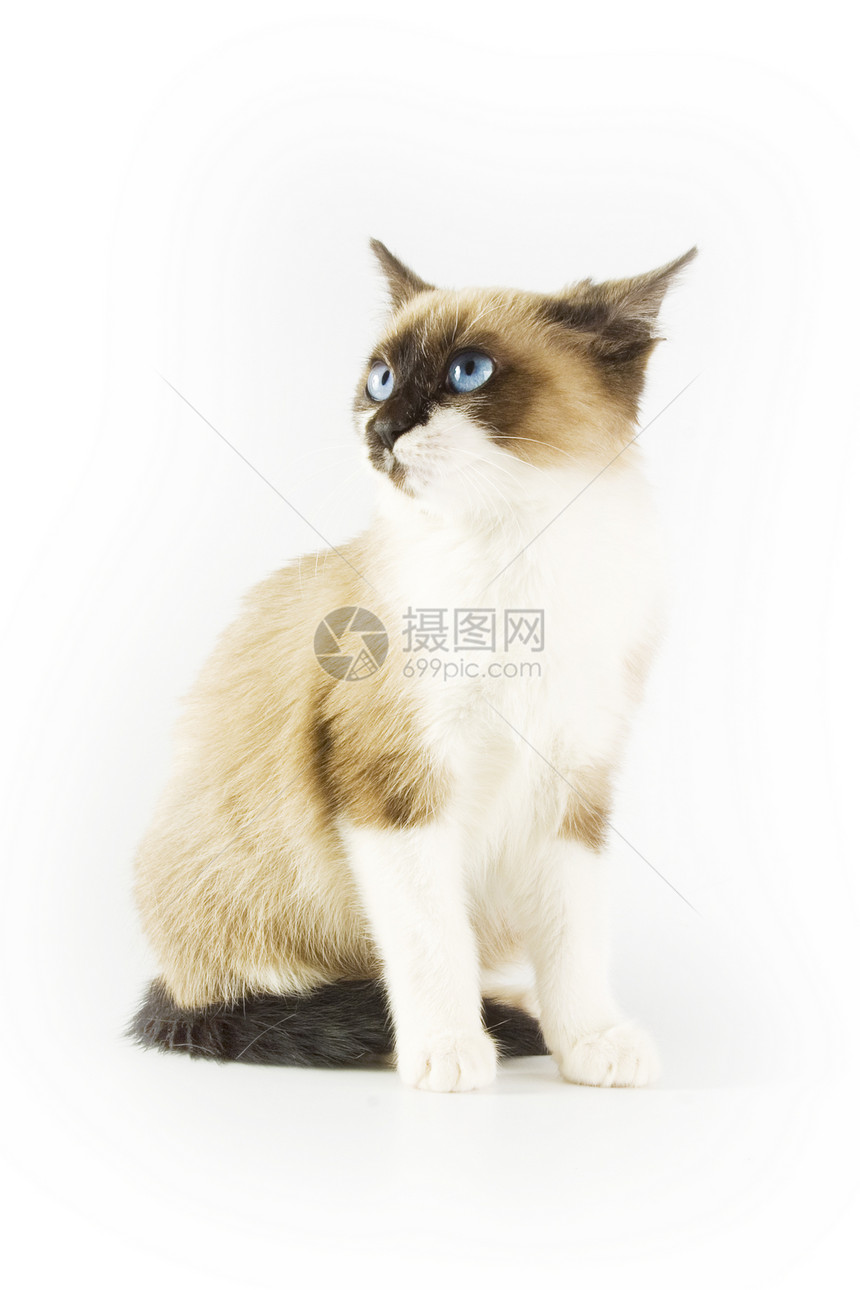 猫类白色朋友猫咪猫科动物动物小猫毛皮伴侣胡须宠物图片