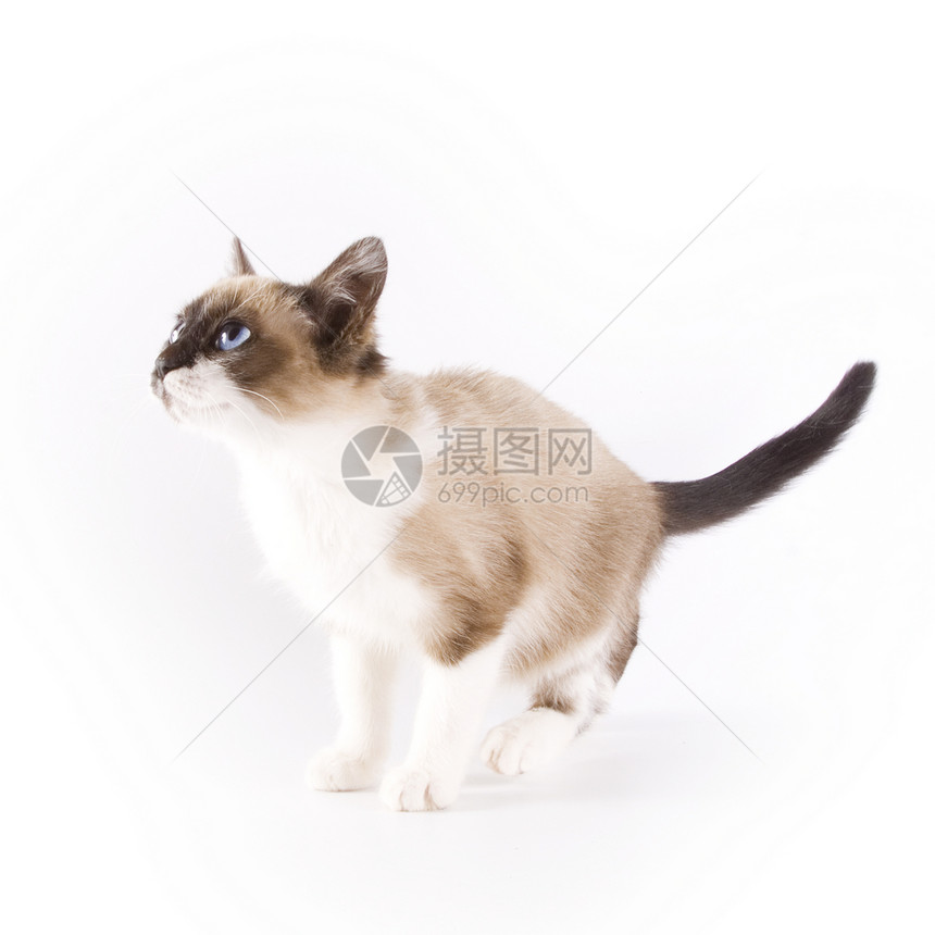 猫类伴侣猫科动物毛皮小猫胡须动物宠物白色哺乳动物猫咪图片