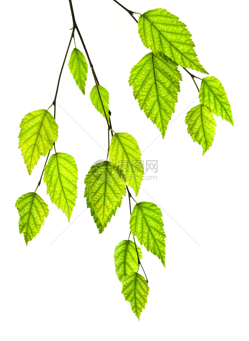有绿叶的分处叶子生活宏观植物树叶绿色植物植物群桦木白色绿色图片
