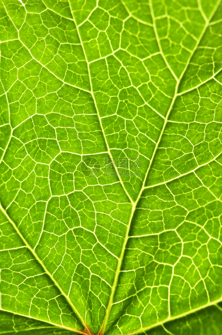 绿叶纹理叶子植物群生活宏观静脉植物树叶健康绿色植物图片